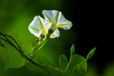 Morning Glory (Ipomoea obscura) I