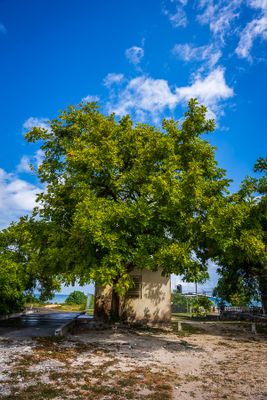 The Ackee Tree