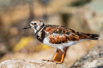 Ruddy Turnstone (in Breeding Plumae)