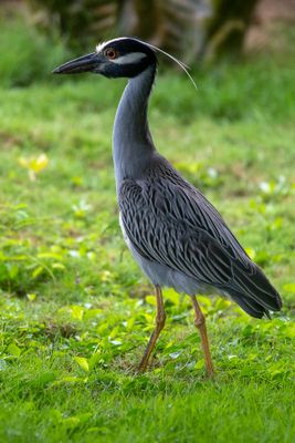 Night Heron II