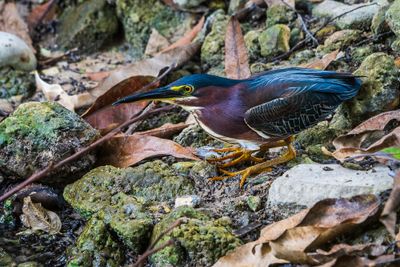 green Heron II