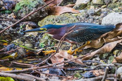 Green Heron III