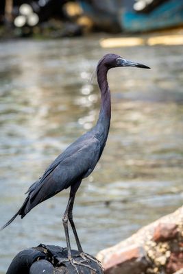 Little Blue Heron