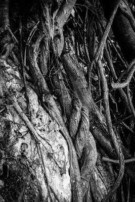 Vine