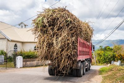 Sugarcane for Worthy Park Estate
