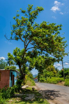 Ackee Tree