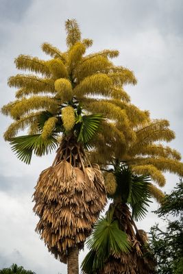 Century Palm in Bloom II