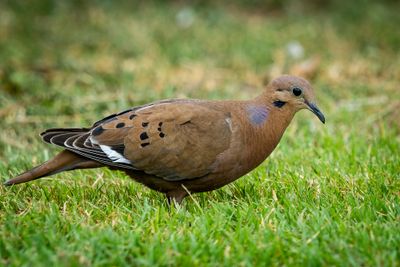 Peadove (Zenaida aurita)