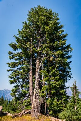 _DSC2763.jpg