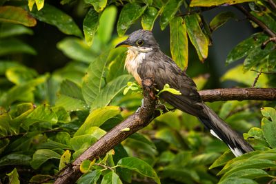 Rain Wet Cuckoo II