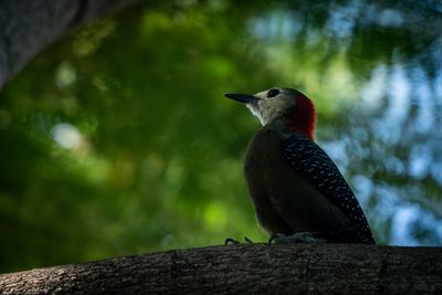 Woodpecker