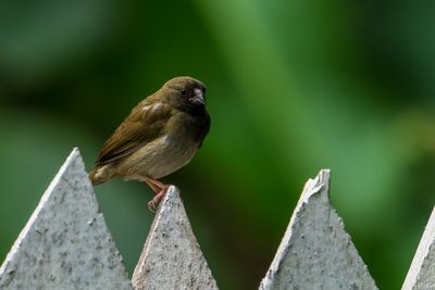 Grassquit