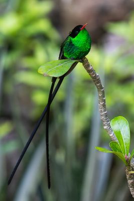Streamer Tail Hummingbird I