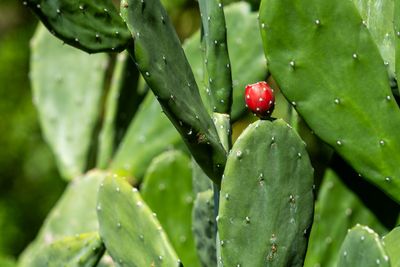 Prickly Pear
