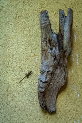 Lizard