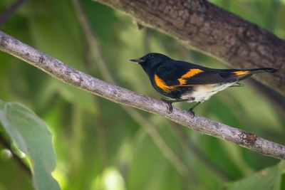 American Redstart
