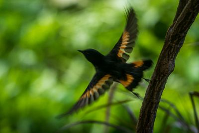 American Redstart