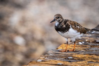 Ruddy Turnstone