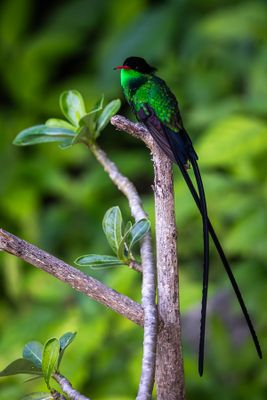 Streamer Tail Hummingbird II