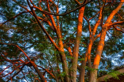 Evening Colour on Poincianna