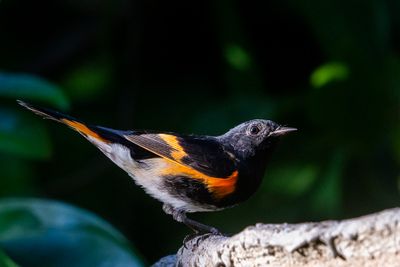 American Redstart III