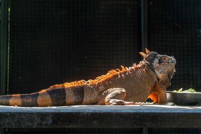 Jamacan Iguana