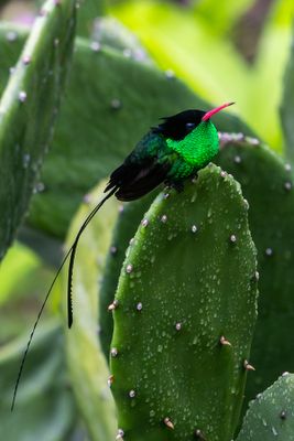 Streamer Tail Hummingbird III