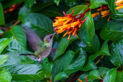 Streamer Tail Hummingbird IV