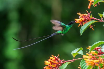 Streamer Tail Hummingbird V