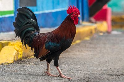 Rooster