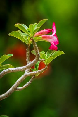 Desert Rose (Adenium obesum)