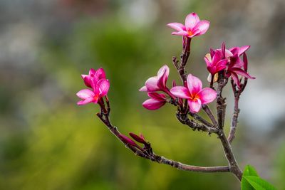 Frangipani (Pulmeria rubra L.)