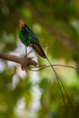 Streamertail Hummingbird