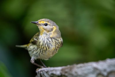 Cape May Warbler