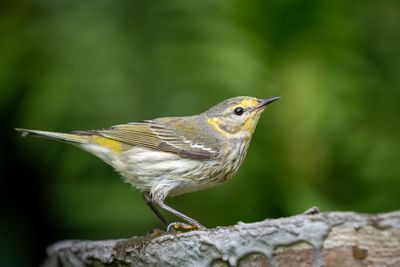 Cape May Warbler II