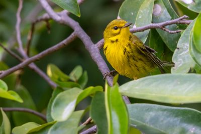 Prairie Warbler