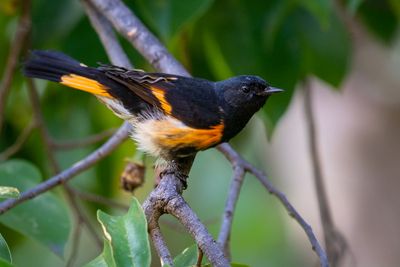 American Redstart