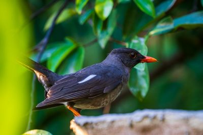 Hopping Dick (Turdus aurantius) I