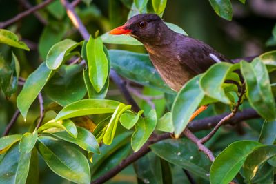 Hopping Dick (Turdus aurantius) II