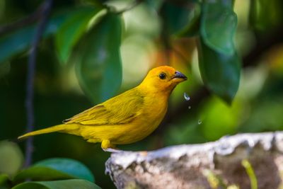 Saffron Finch (Sicalis flaveola)