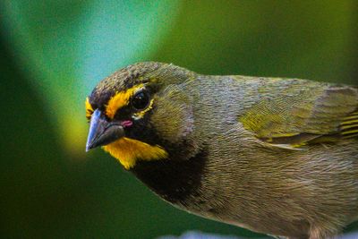 Yellow-faced Grassquit (Tiaris olivaceus) I