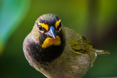 Yellow-Faced Grassquit (Tiaris olivaceus) II