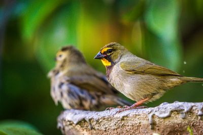 Yellow-Faced Grassquit (Tiaris olivaceus) III