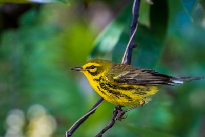 Prairie Warbler