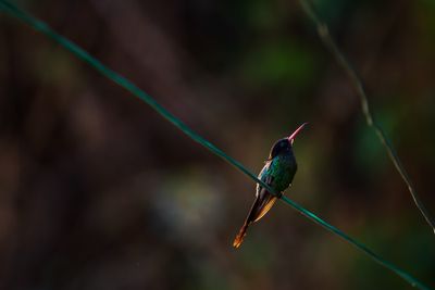 Red-billed Streamertail Hummingbird (Trochilus polytmus)