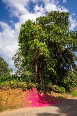 Otaheite Apple in Bloom