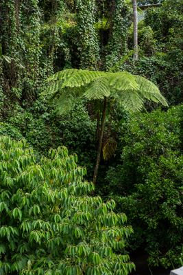 Jamaican Tree Fern (Alsophila grevilleana)