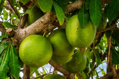 Calabash
