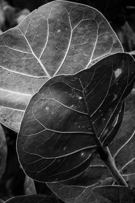 Sea Grape I