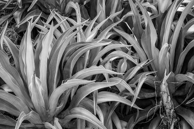 Yucca